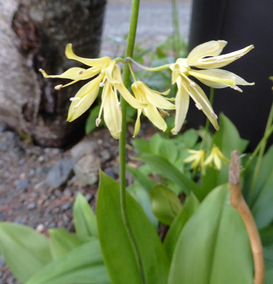 Bluebead Lilies (Clintonia-borealis)