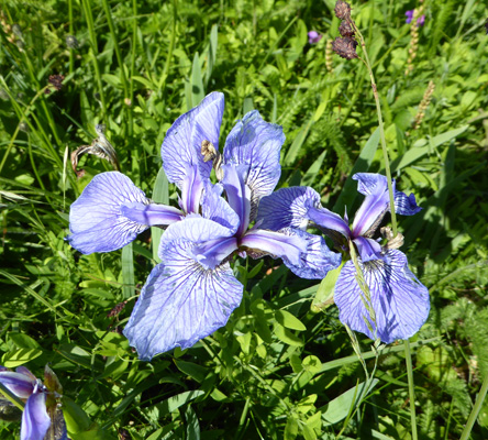 Dwarf Coastal Irises (Iris hookeri)
