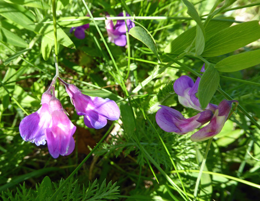 Beach Pea (Lathyrus japonicus var. maritimus)