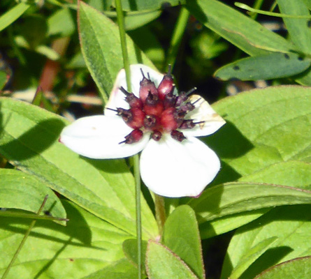 Bunchberry with berries and petals