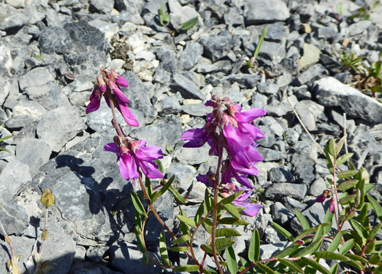 Pink vetch-like flower Burnt Cape NL