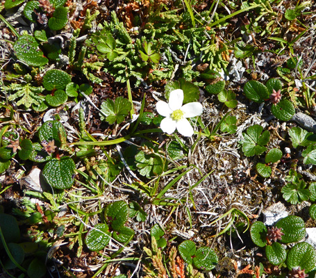 Unknown white flower Burnt Cape NL