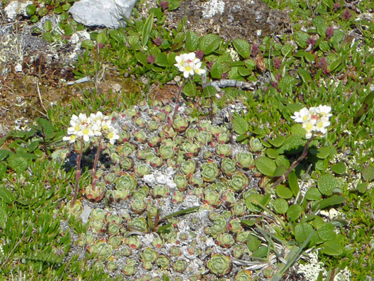 White succulent Burnt Cape NL