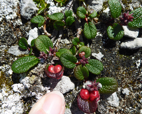 unknown red twinberries Burnt Cape NL