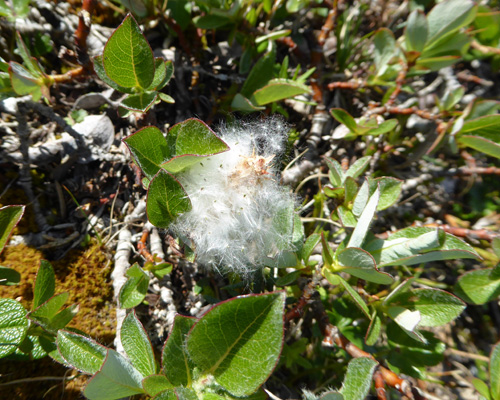 Bearberry Willow (Salix uva-ursi) Burnt Cape