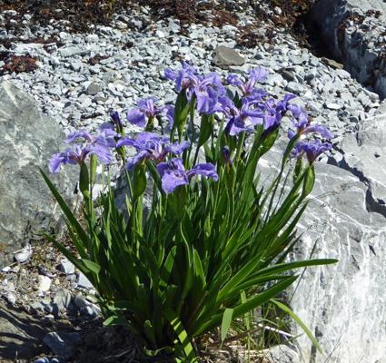 Blue Flags (Iris versicolor)