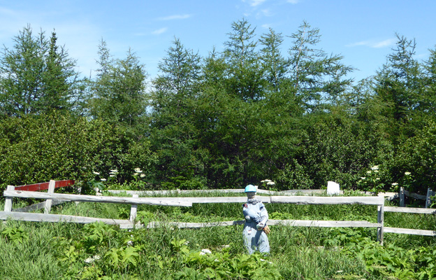 Newfoundland potato patch