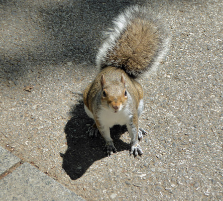 WA DC squirrel