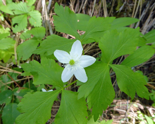 Piper's Anemone (Anemone piperi)