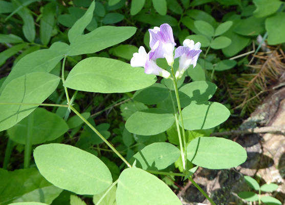 Purple Peavine (Lathyrus nevadensis)