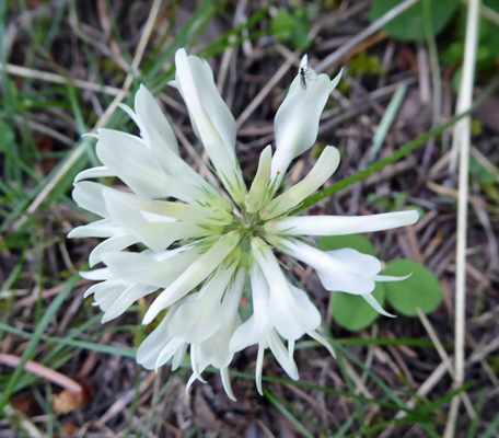 White Clover (Trifolium repens)