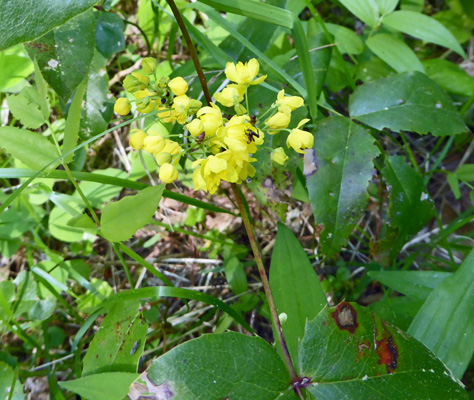 Creeping Oregon Grape (Berberis repens)