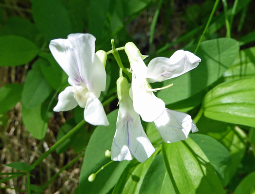 Purple Peavine (Lathyrus nevadensis)