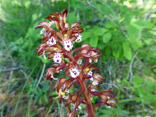 Spotted coralroot (Corallorhiza maculata)