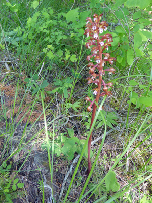 Spotted coralroot (Corallorhiza maculata)