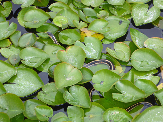 Snake on lily pads