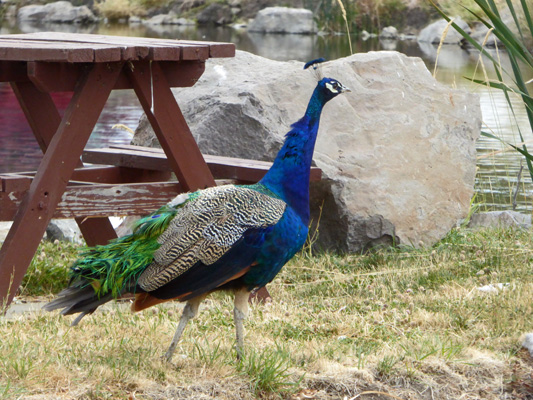 Peacock