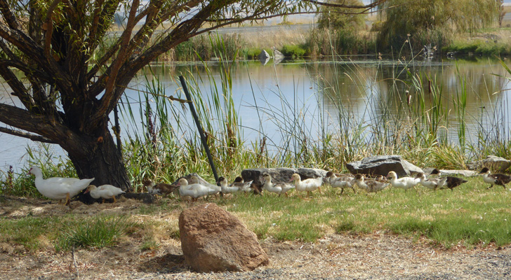 Duck and 15 ducklings