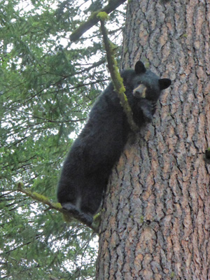 Black bear in a tree Wallowa Lake SP