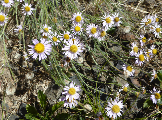 Tiny asters Wallowa Lake