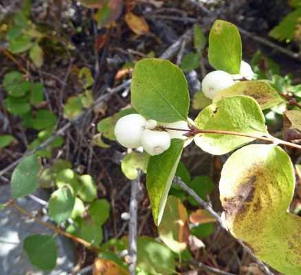 Snow berries