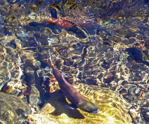 Kokanee Wallowa River