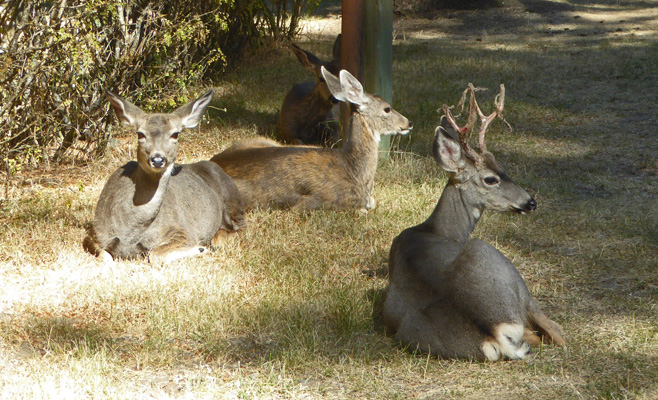 3 does and 1 buck Wallowa Lake SP