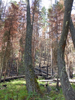 Hurricane Creek Trail burn