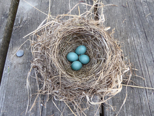 Robin's nest with 4 eggs