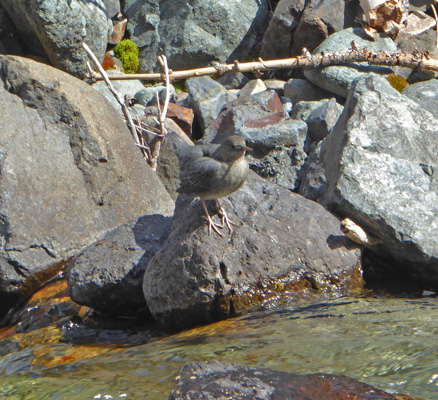 juvenile American Dipper