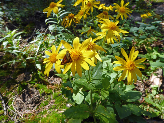 Heartleaf Arnica (Arnica cordifolia)