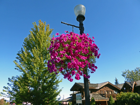 Magenta petunias in hanging basket