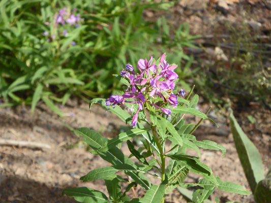 Fireweed