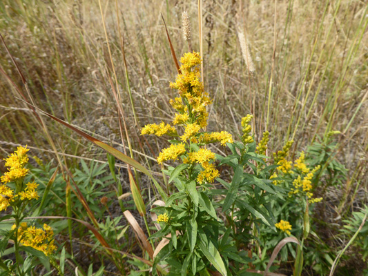 Canada Goldenrod (Solidago canadensis)