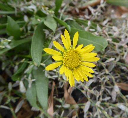 Yellow daisy Zumwalt Prairie