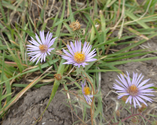 Asters Zumwalt Prairie