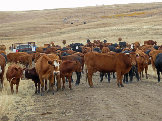 Cattle in road Zumwalt Prairie