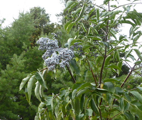 blue elderberry (Sambucus nigra)