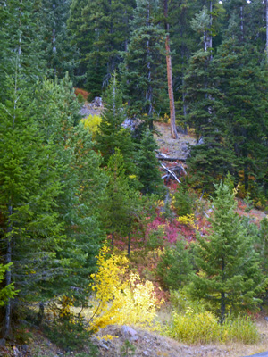 Fall color FR 39 Wallowa Loop Road