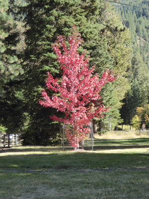 Fall color Wallowa Lake SP
