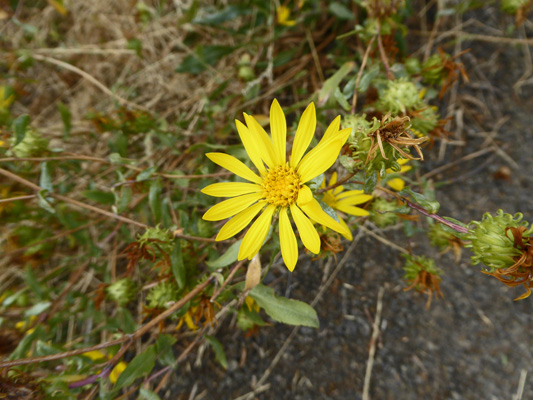 Idaho Gumweed (Grindelia nana)