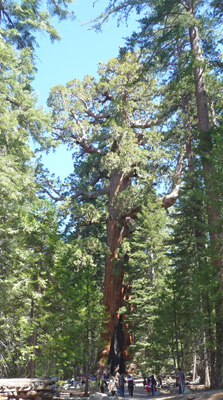 Grizzly Giant Mariposa Grove Yosemite NP