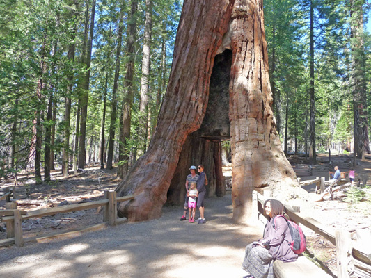 California Tunnel Tee Mariposa Grove Yosemite