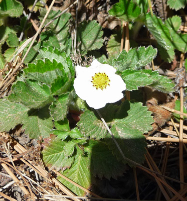 Wild Strawberry flower