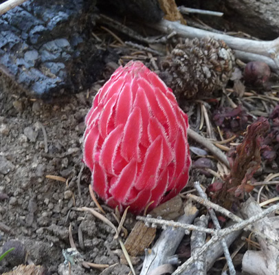 Snow Plants (Sarcodes sanguinea)