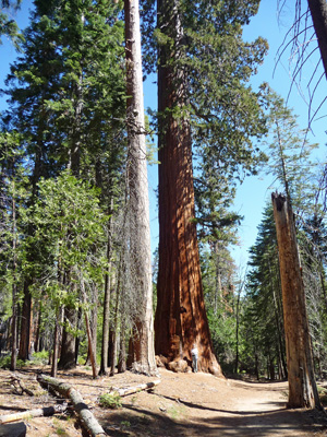 Sara Schurr and Sequoia Mariposa Grove Yosemite
