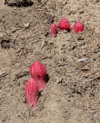 Snow Plants (Sarcodes sanguinea)