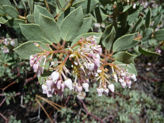 White Leaf Manzanita (arctostaphylos viscida ssp. viscida)