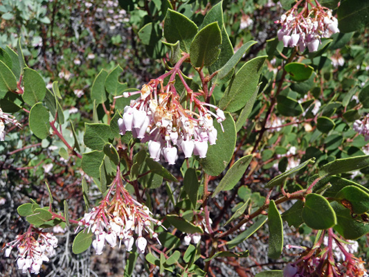 Greenleaf Manzanita (Arctostaphylos patula)