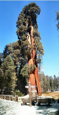 Big Tree Meadow Sequoia